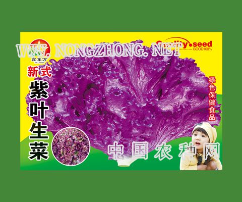 新式紫叶生菜